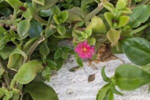 PAPELERA PUERTA PISO DE DAVID