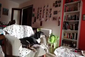 Papereria Llibreria La Ratlla