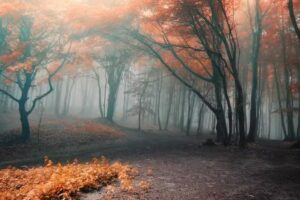 Serepa, recogida de papel y cartón